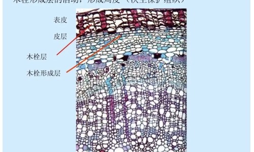 沙苑子有什么副作用和毒性?长期服用需要注意什么?、沙苑子有什么副作用和禁忌 -沙苑子有什么副作用网