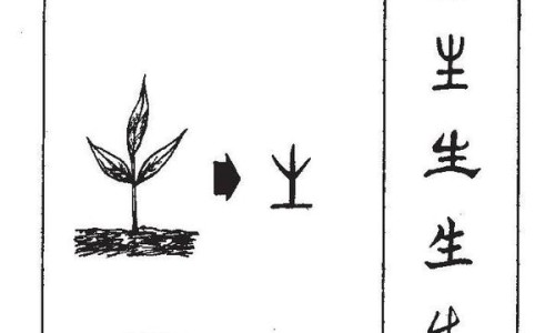 沙苑子的药用禁忌-沙苑子有什么副作用和毒性?长期服用需要注意什么?、沙苑子有什么副作用和禁忌 -沙苑子有什么副作用网